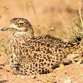 Spotted thick knee on her nest    MG 9000