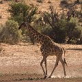 Giraffe    MG 9020