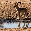 Black backed jackal    MG 9038