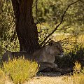 Lion at Samevloeling watching the Oryx coming to drink    MG 9057