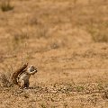 Ground squirrel    MG 9081
