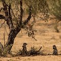 Ground squirrel & meerkat near Leeuwdril    MG 9085