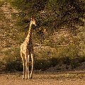 Giraffe    MG 9105