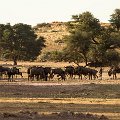 Blue wildebeest    MG 9115