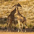 Giraffe    MG 9122