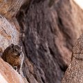 Rock dassie watching us    MG 6160