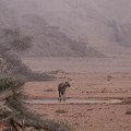 Brown hyaena at the waterhole in front of our room  <div