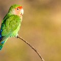 Rosy faced lovebird  <div