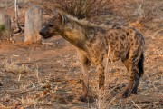 Spotted hyaena