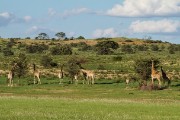 red dunes covered with grass
