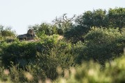 male lion above the waterhole