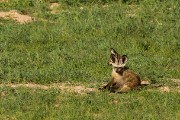 bat eared fox - a first for us