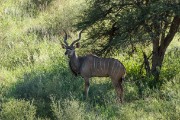 kudu