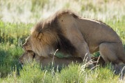 mating lions