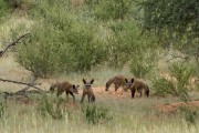 bat earred fox