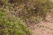 Lovebirds at the waterhole