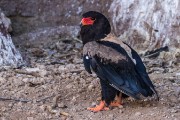 All of their critters are rescused.  These are some that can't fly and have a home at the enter.  This is a Bateleur eagle.