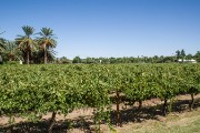 We're in wine country on the Orange River