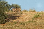 Cheetahs on the hunt