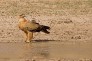 Tawny eagle at the waterhole