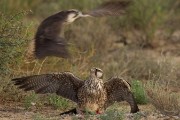 Defending his kill