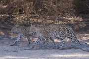Now they are on the move.