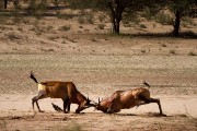 Hartebeast fighting