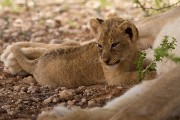 We spent almost 5 hours with this cub.