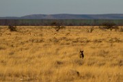 Hyena