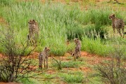 Lizzie with sub adult son and 2 small cubs born August 2021