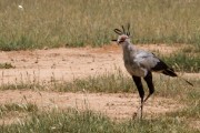 Secatary bird on the hunt