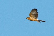 Black-chested eagle in flight