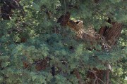 Last sighting before leaving the park.  What a great trip!
