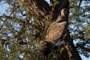 Martial eagle