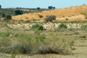The herd was focused on mom while the cubs came in from 3 different positions
