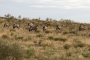 Oryx
