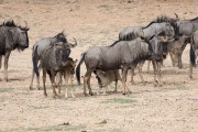 wildebeest with their young