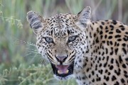 We went back in the evening and Essau brought the cubs out of the den to drink at the same puddle in the road