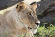 We came across a pride of 6 lions, 1 male 2 female and 3 larger cubs