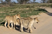 The rest of the pride go to drink at the waterhole