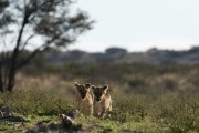 mom comes back with 3 little cubs