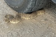 Jim went down to get the gin bottle out of the back of the truck and this puffy was waiting. Deadly!!!