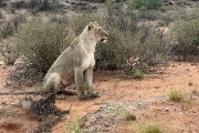 After a really big rain storm this is what the lion looked like.