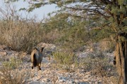 Bat-earred fox are very shy
