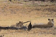 Lion pride with 3 cubs at Dalkeith