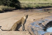 Essau, mama leopard with 2 cubs seen later