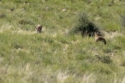 The moment Essau spots a bat-earred fox