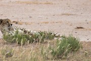 1 of 2 male cheetahs at Auchterlonie waterhole