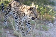 Botshelo at Houmoed waterhole