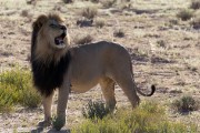 Male lion is looking for his pride